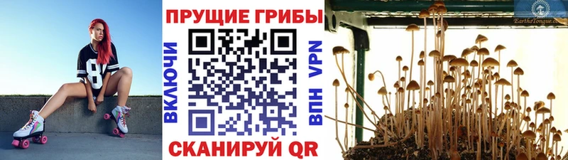 Псилоцибиновые грибы ЛСД  Кунгур 